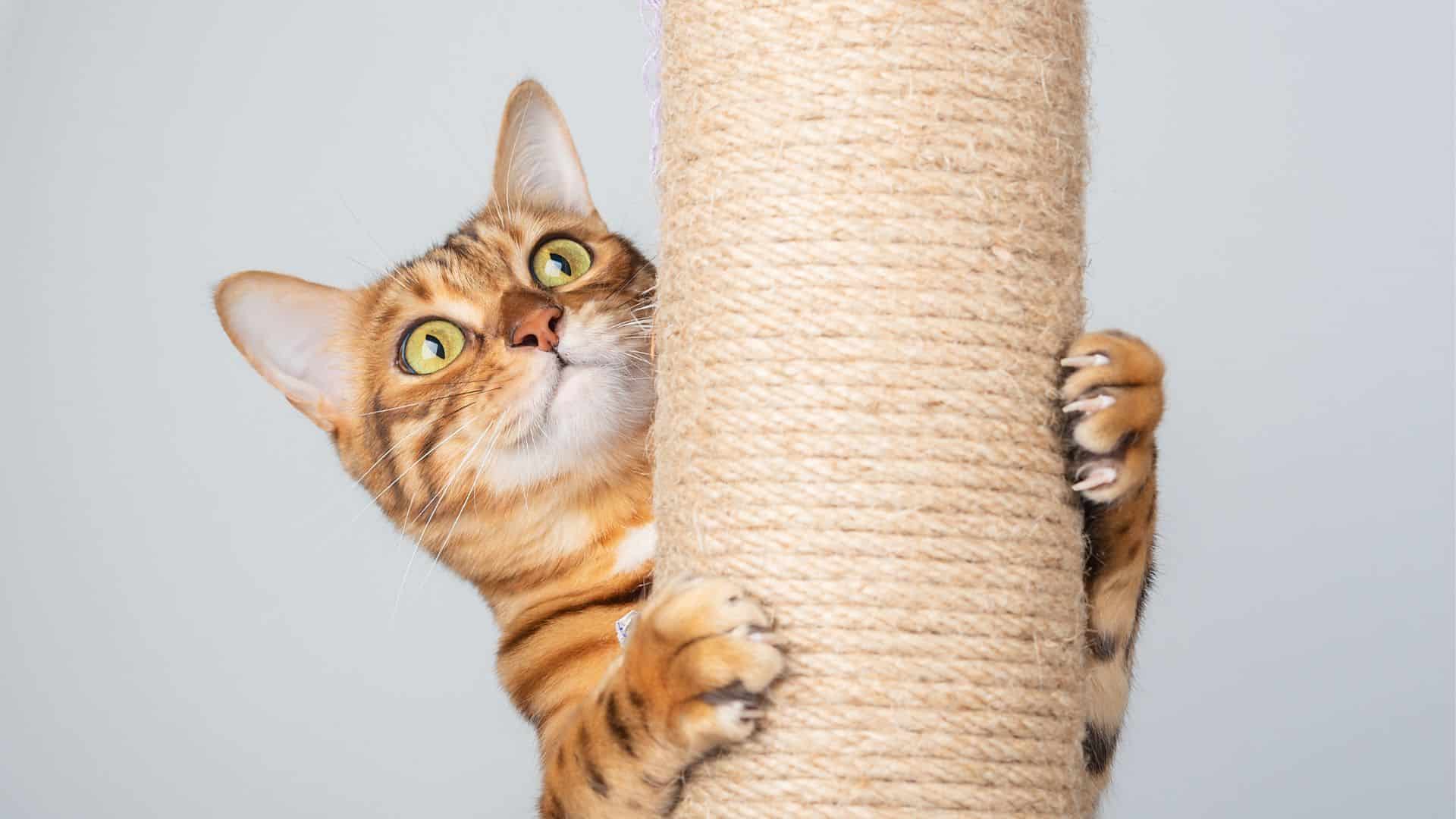 La pension Au Royaume des Chats inaugure sa franchise