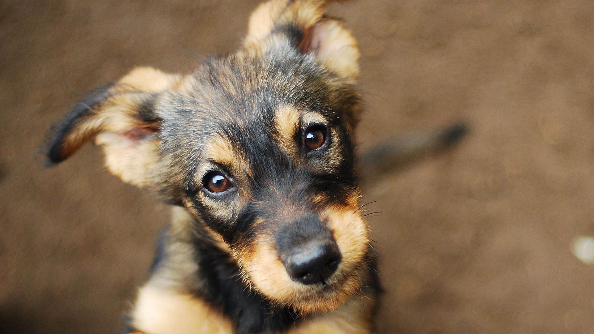 Respect Dogs, une franchise d’éducation canine qui va s’étendre en 2024